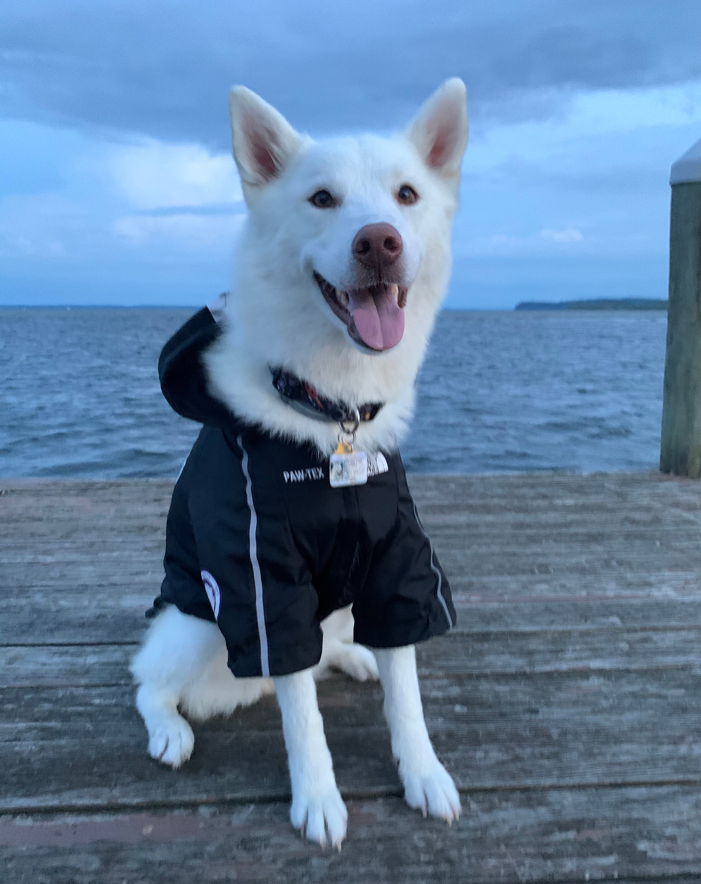 Pawtex dog jacket hot sale