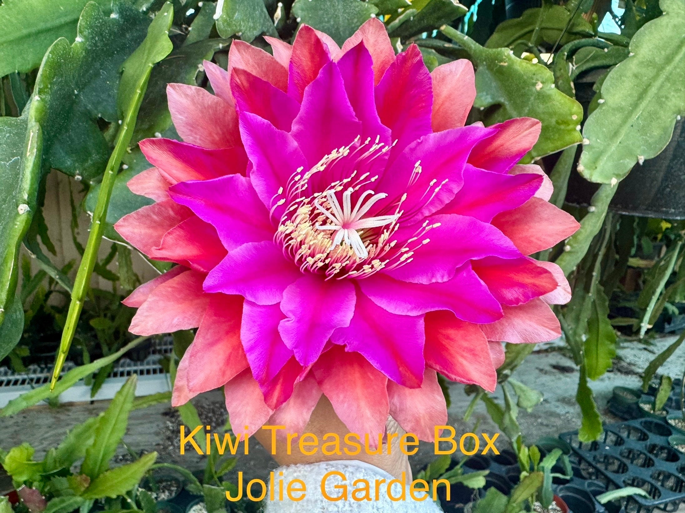 Epiphyllum “treasure Box” Cutting for Sale