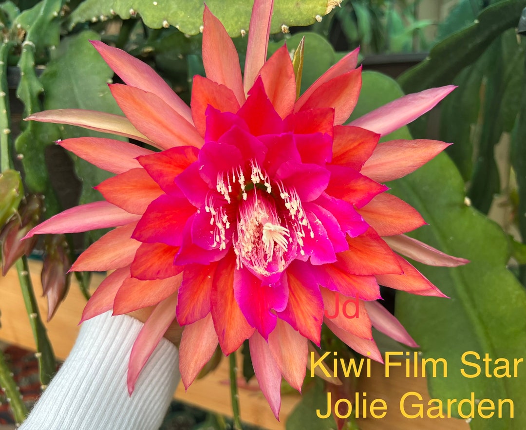 Epiphyllum kiwi Film Star Cutting for Sale Etsy