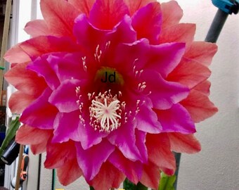 Epiphyllum “Treasure Box” cutting for sale