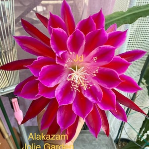 Epiphyllum “Alakazam” cutting for sale
