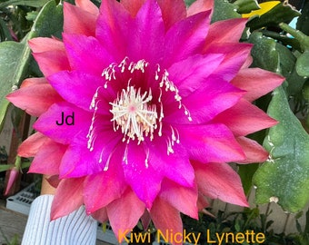 Epiphyllum “kiwi Nicky Lynette” Cutting for Sale - Etsy
