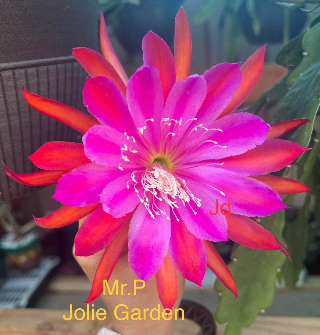 Epiphyllum mr.p Cutting for Sale Etsy