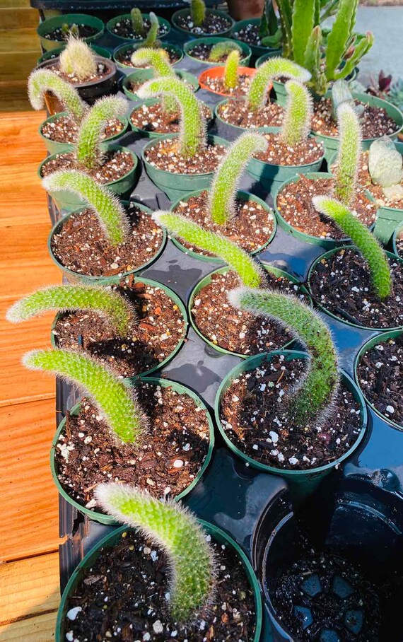 Monkey tails cactus 4'' rooted for sale Etsy