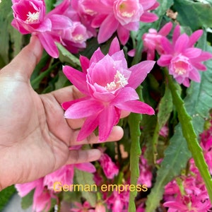 May include: Close-up of vibrant pink flowers with white centers, part of a hanging plant. The flowers have multiple petals and are in full bloom. The text "German empress" is visible.
