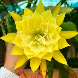 May include: A close-up of a large, fully bloomed yellow flower with multiple layers of petals. The flower has a bright, sunny color with a lighter center and delicate white stamens. The text "French Custard Jolie garden" is visible at the bottom.