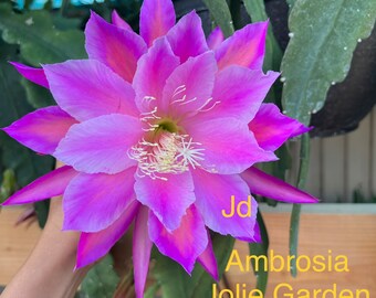 Epiphyllum “Ambrosia” cutting for sale