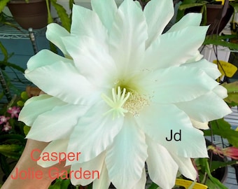 Epiphyllum “Casper” cutting for sale