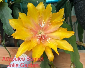 Epiphyllum “Acapulco sunset”  cutting for sale