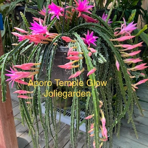 May include: Aporocactus 'Temple Glow' cactus with long, trailing stems and pink flowers. The cactus is in a hanging pot and the text 'Aporo Temple Glow' and 'Joliegarden' is visible.