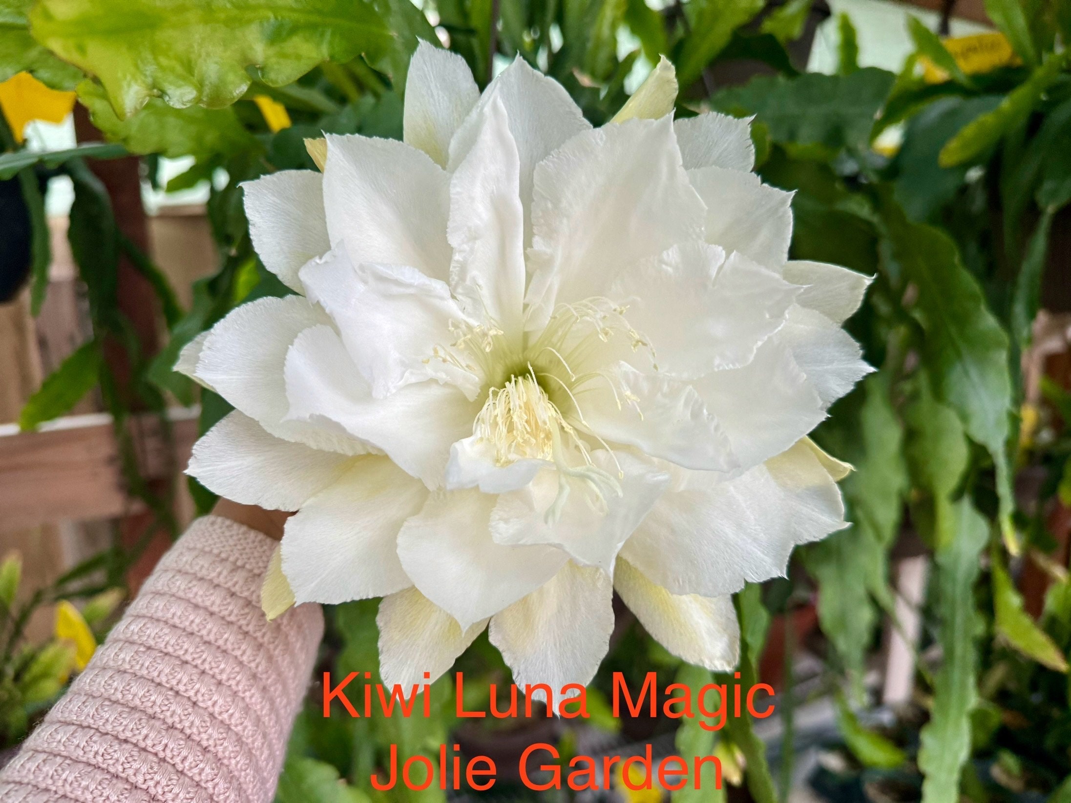 Epiphyllum “kiwi Luna Magic” Cutting for Sale - Etsy
