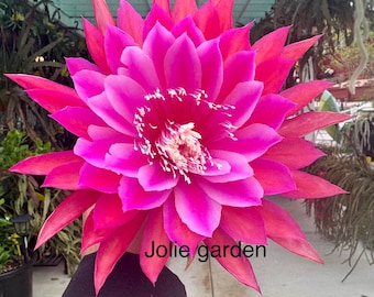 Epiphyllum “Kiwi Film Star” cutting for sale