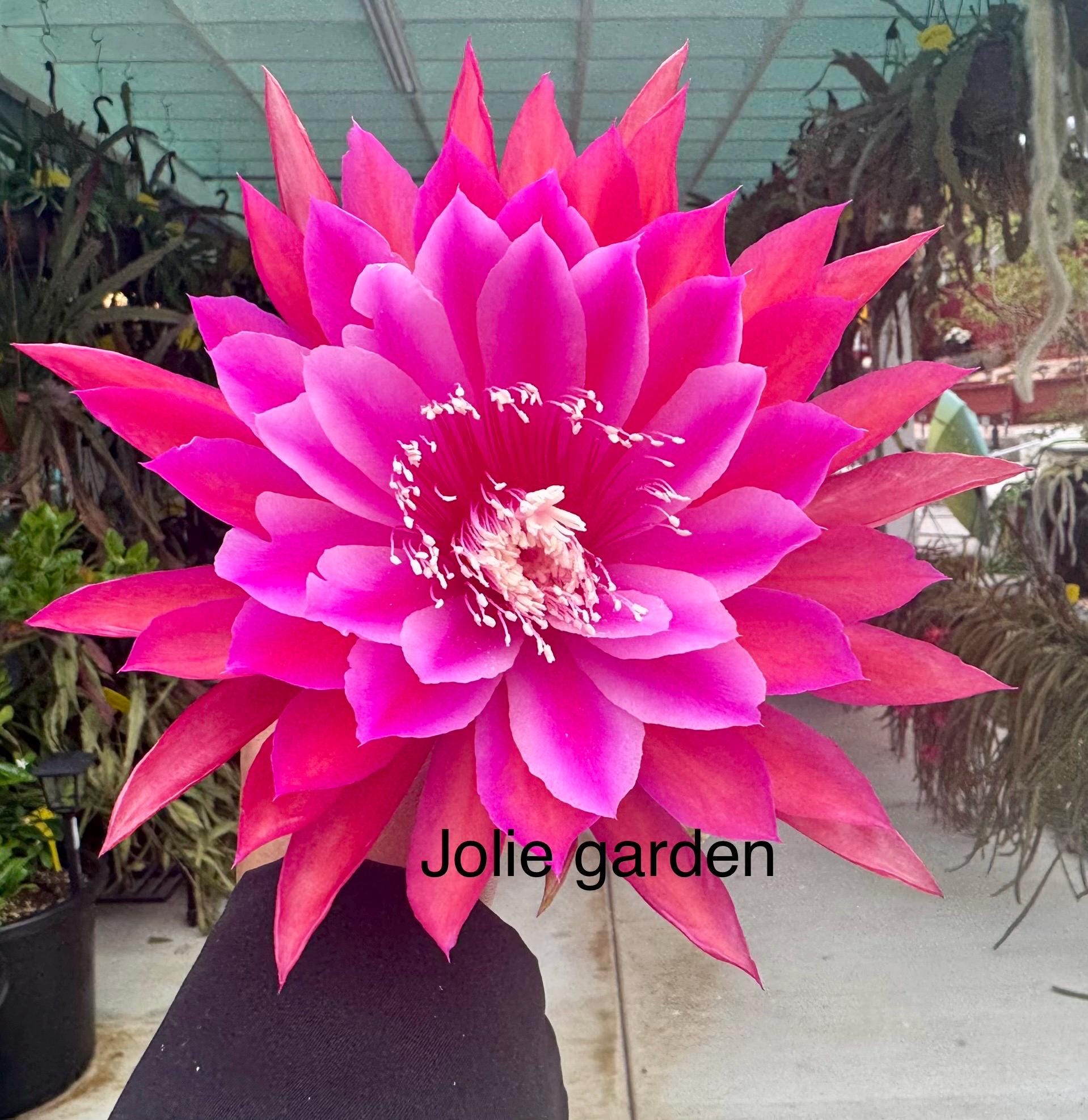 Epiphyllum “kiwi Film Star” Cutting for Sale - Etsy