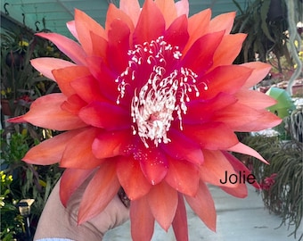 Epiphyllum “Kiwi Fellowship” cutting for sale