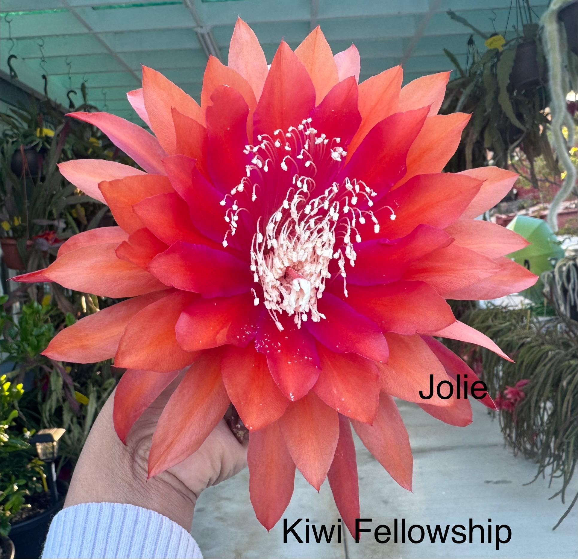Epiphyllum “kiwi Fellowship” Cutting for Sale - Etsy