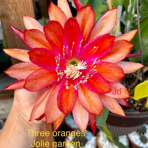 Epiphyllum cutting "THREE ORANGES" for sale