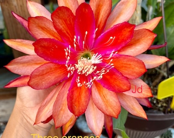 Epiphyllum cutting "THREE ORANGES" for sale