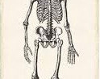 Andover Mr Chillingsworth skeleton Andover Park, Creepy Skeleton Christmas Santa bay Halloween Cotton fabric panel