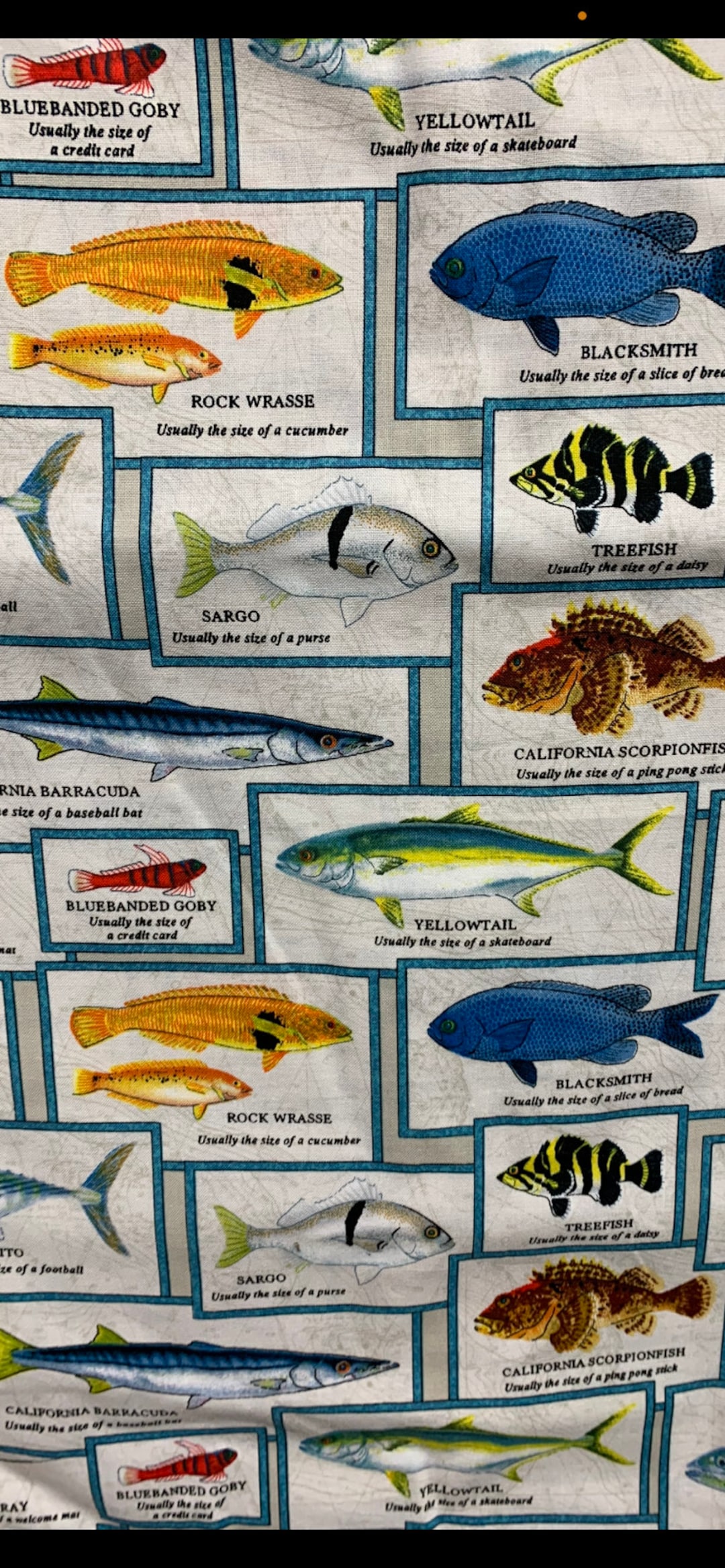 Fish Pattern Names Names Of Saltwater Fish