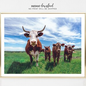 Cow Print: Farmhouse Highland Cattle Poster (Digital Download)