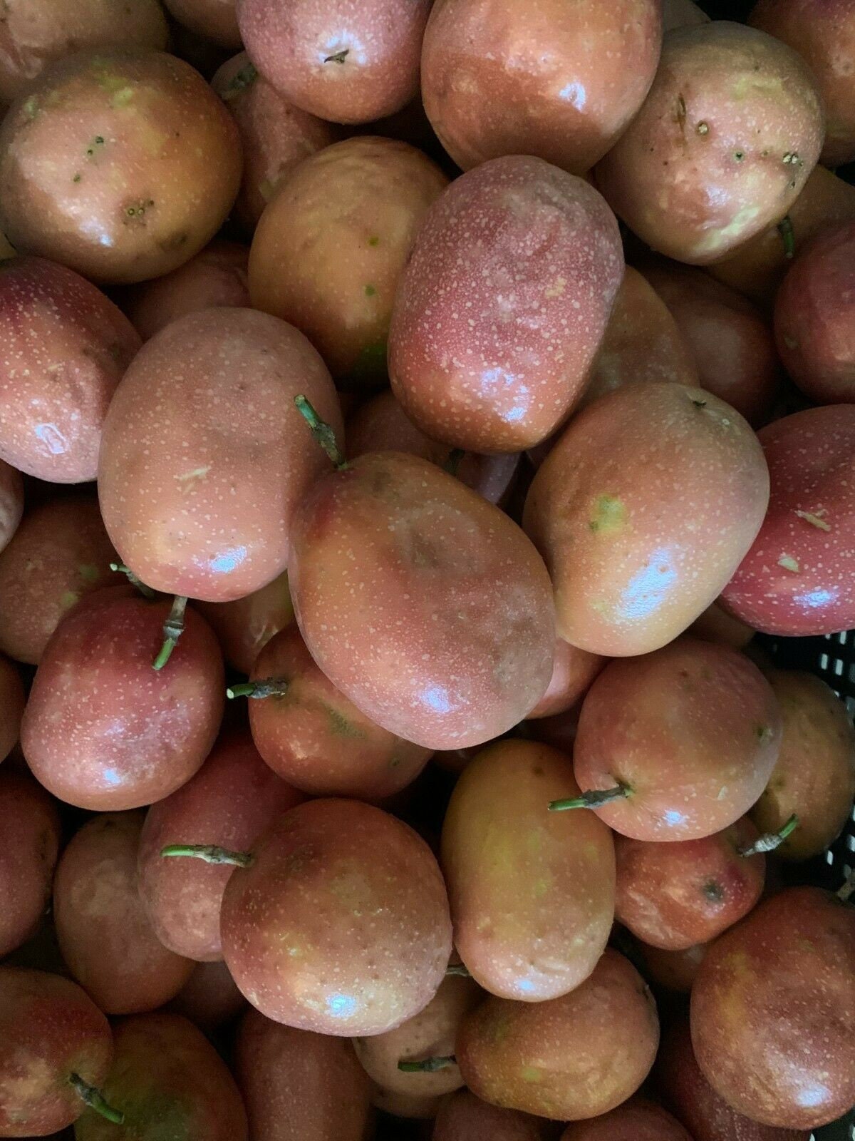 Red Purple Fresh Small Passion Fruit Florida No.1 2 Dozen Etsy