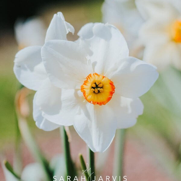 Flower Photograph: Fine Art Print, Daffodil Photo, Home Decor, Wall Decor, Shelf Decor, Botanical