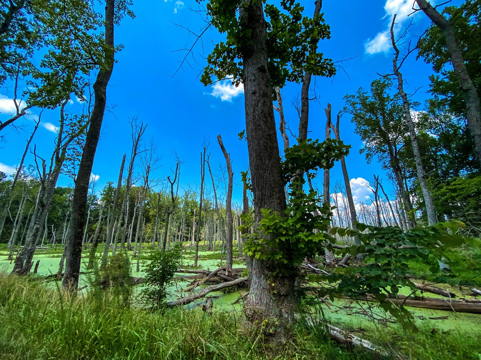 Trees Growing in Marsh Etsy