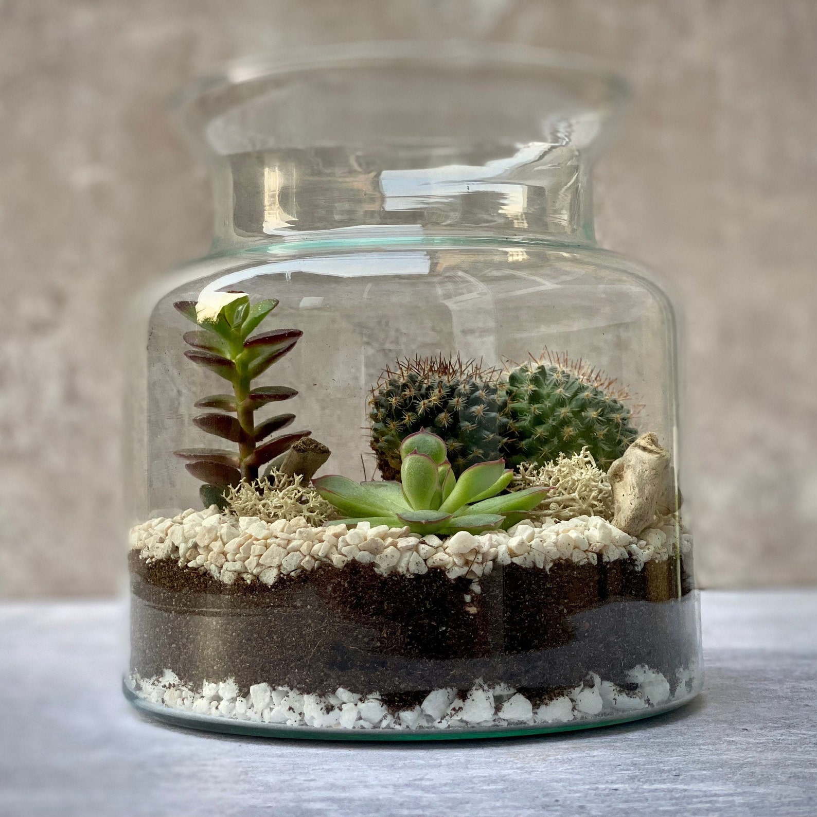 Make your own Terrarium Kit with x3 plants Glass terrarium Etsy
