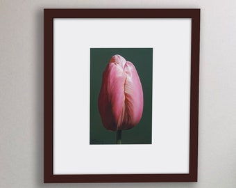 Pink Tulip - Flower Still Life - Oil Painting - Giclée - Print From Original - Realistic Fine Art - Floral Painting - Flower Art Print