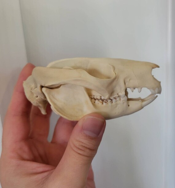 Brushtail Possum Skull Etsy
