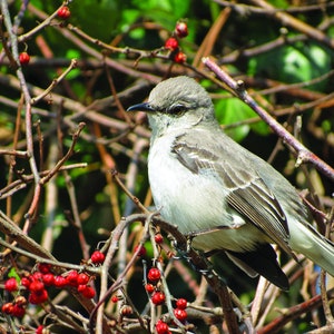 Bird with Berries - 10 Note Cards 4.25 x 5.5