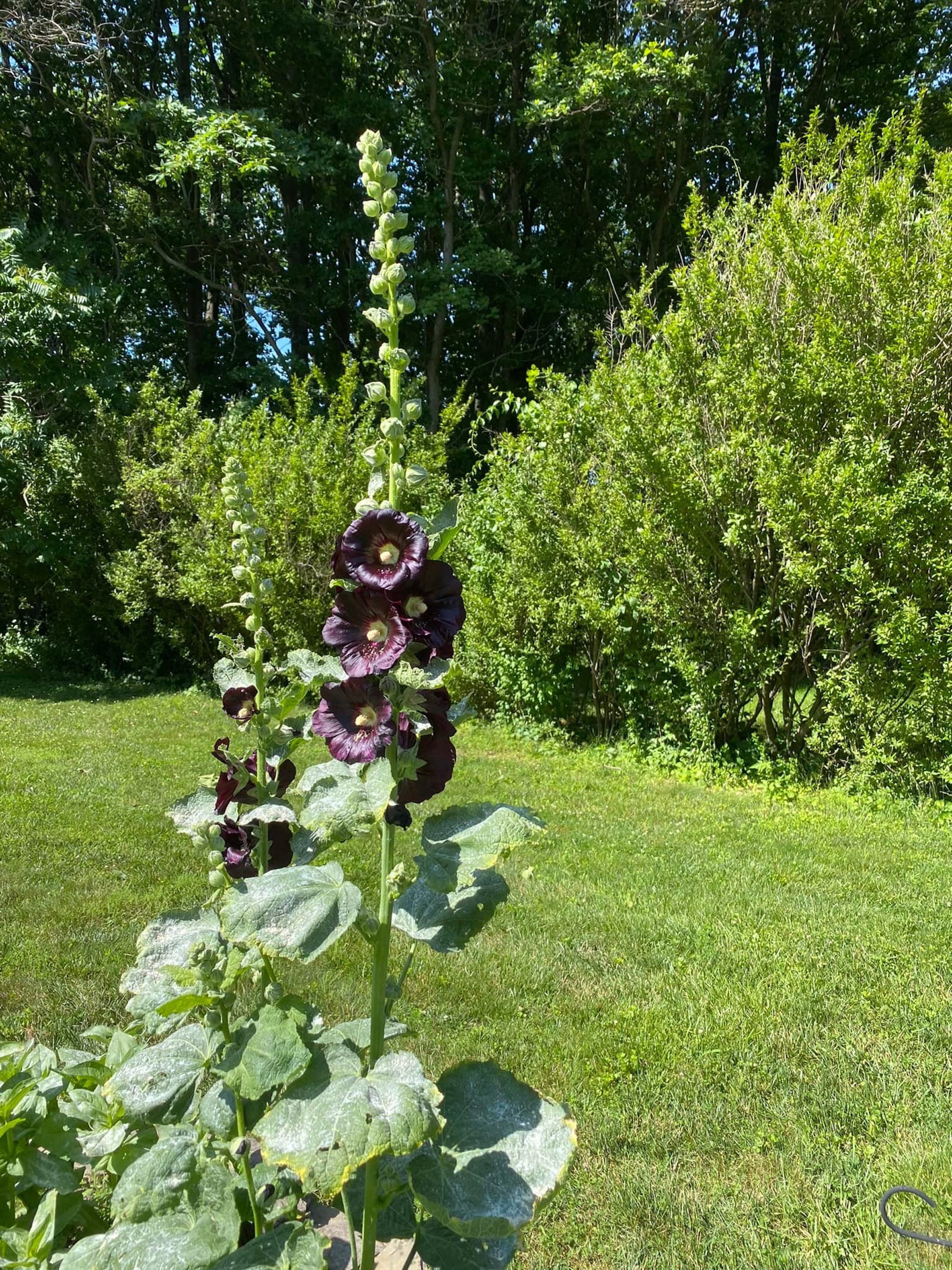 Heirloom Jet Black (alcea Rosea 'nigra') Hollyhock Seeds - Rare