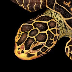 Sea turtle Art print - 20x20cm - square illustration with gouache printed on beautiful cotton paper
