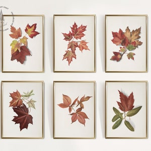 May include: Six framed prints of autumn leaves in various shades of red, orange, and yellow. The leaves are arranged in a simple, elegant design.