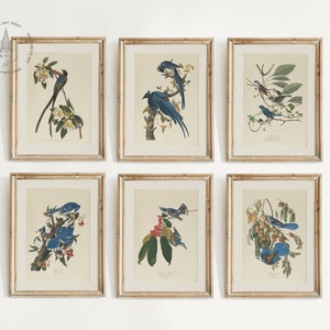 Set of 6 Vintage Birds Prints, Blue Birds Print, Vintage Birds Painting, Botanical Prints, Audubon Bird Prints, Birds of America Wall Art