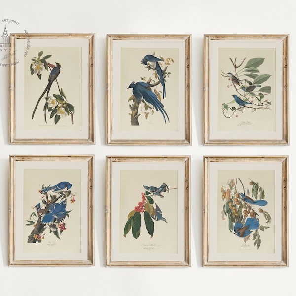 Set of 6 Vintage Birds Prints, Blue Birds Print, Vintage Birds Painting, Botanical Prints, Audubon Bird Prints, Birds of America Wall Art