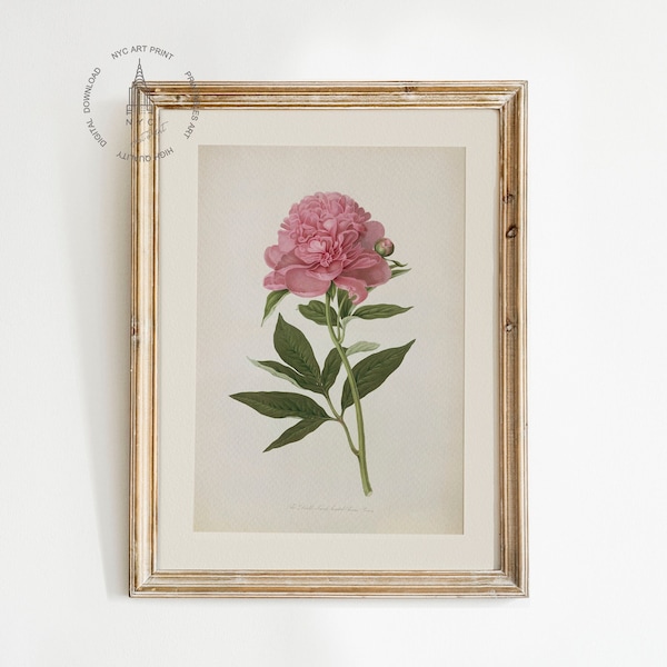 Peony Print, Peony Wall Decor, Vintage Botanical Peony Flower Print, Minimalist Print, Bedroom Wall Decor, Pink Flower Print