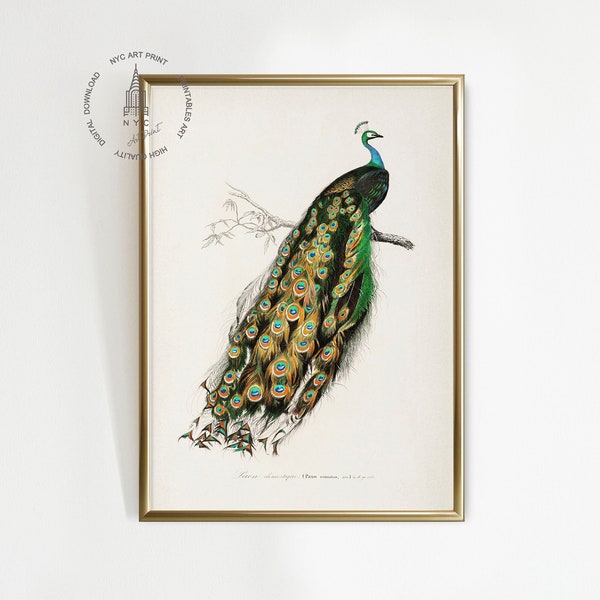 Vintage Peafowl Print, Antique Peafowl Painting, Peafowl Art, Peafowl Printable Wall Art, Indian Peafowl Bird, Peacock Print