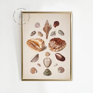 May include: A vintage illustration of various seashells, including a large conch shell, a scallop shell, and a variety of smaller shells. The shells are arranged in a symmetrical pattern on a cream-colored background.