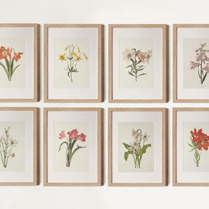Lily Flower Botanical Art Prints Gallery Wall Set of 8, Vintage Flower Lily prints, Lily Flower Wall Art, Lilies Cottage Decor