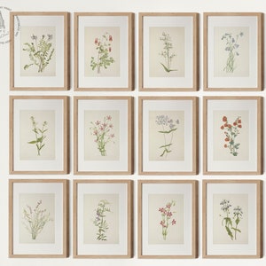 Vintage Wild Flowers Prints Gallery wall Set of 12, Mary Vaux Walcott, Vintage Botanical Wall Art, Botanical Prints, Vintage Floral Prints