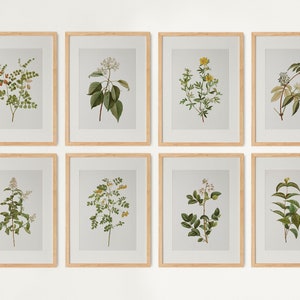 Vintage Botanical Prints Gallery wall Set of 8, Floral Poster, Botanical prints, Antique Botanical Prints, Rustic Botanical wall Art 01