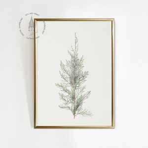 Christmas Prints, Vintage Christmas Printable wall Art, Winter Botanical Print,  Juniper Branch Drawing, Farmhouse Printable CH07