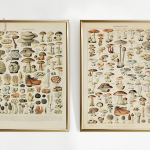 Set von 2 Vintage Pilz Botanische, Pilze Poster, Pilz Druck, Pilz Wissenschaft Druck, Larousse de Champignon von Adolphe Millot
