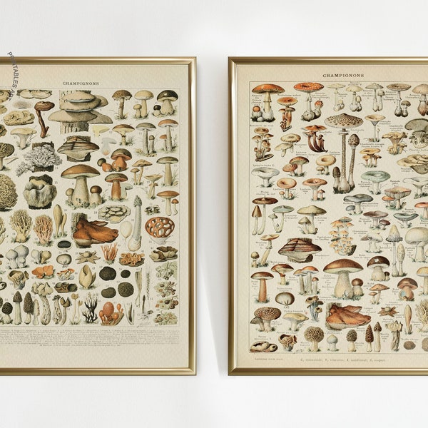 Ensemble de 2 champignons botaniques vintage, affiche de champignons, impression de champignons, impression de science de champignons, Larousse de Champignon par Adolphe Millot