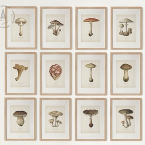 Juego de 12 impresiones de hongos vintage para pared, decoración de hongos, ilustraciones de hongos, decoración de cocina rústica 01