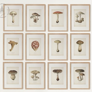 Vintage Mushroom Gallery Wall Set of 12, Mushroom Prints, Mushroom Decor, Mushrooms Illustrations, Country Kitchen Farmhouse Decor 01