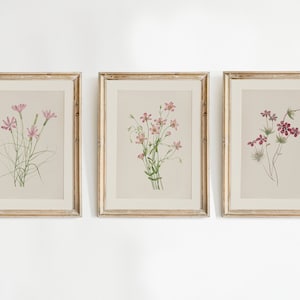 Juego de 3 impresiones botánicas vintage, póster floral rosa, impresiones botánicas, impresiones botánicas antiguas, impresiones de flores vintage