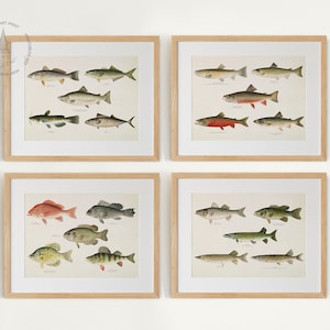 Set of Fish Illustrations, Vintage Fish Gallery Wall Set of 4, Fish Prints, Fish Painting, Fish Poster, Fishes of North America