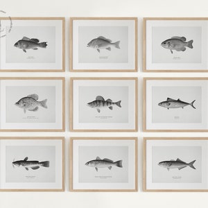 Vintage Black and White Fish Gallery Wall Set of 10, Fish Prints, Fish Painting, Coastal Decor, Fish Illustrations, Fishes of North America